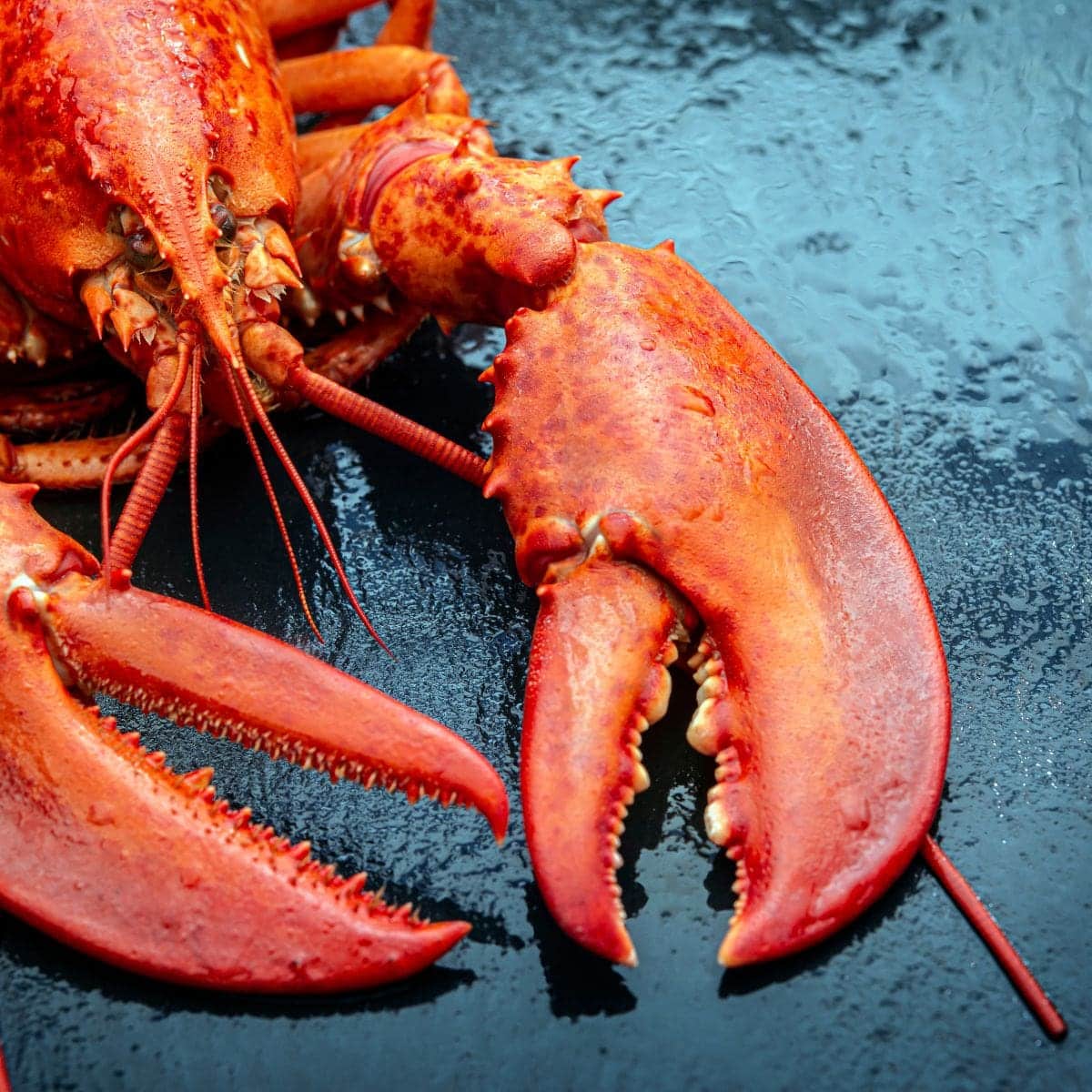 bright red lobster - how long to boil multiple lobsters