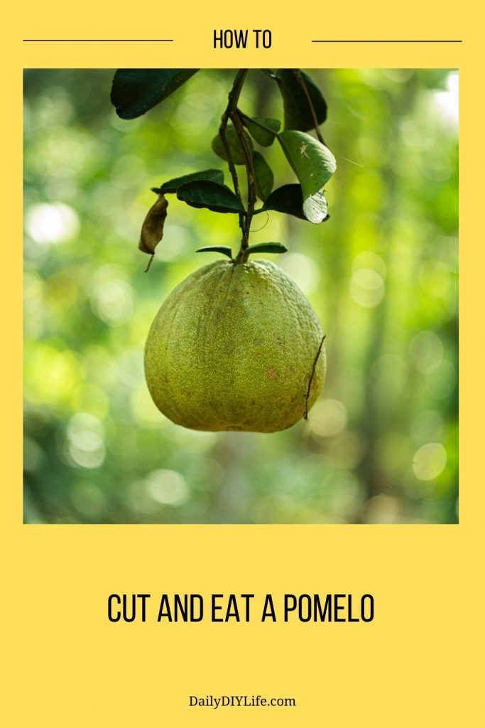 pomelo-hanging-on-tree-how-to-eat-a-polemo