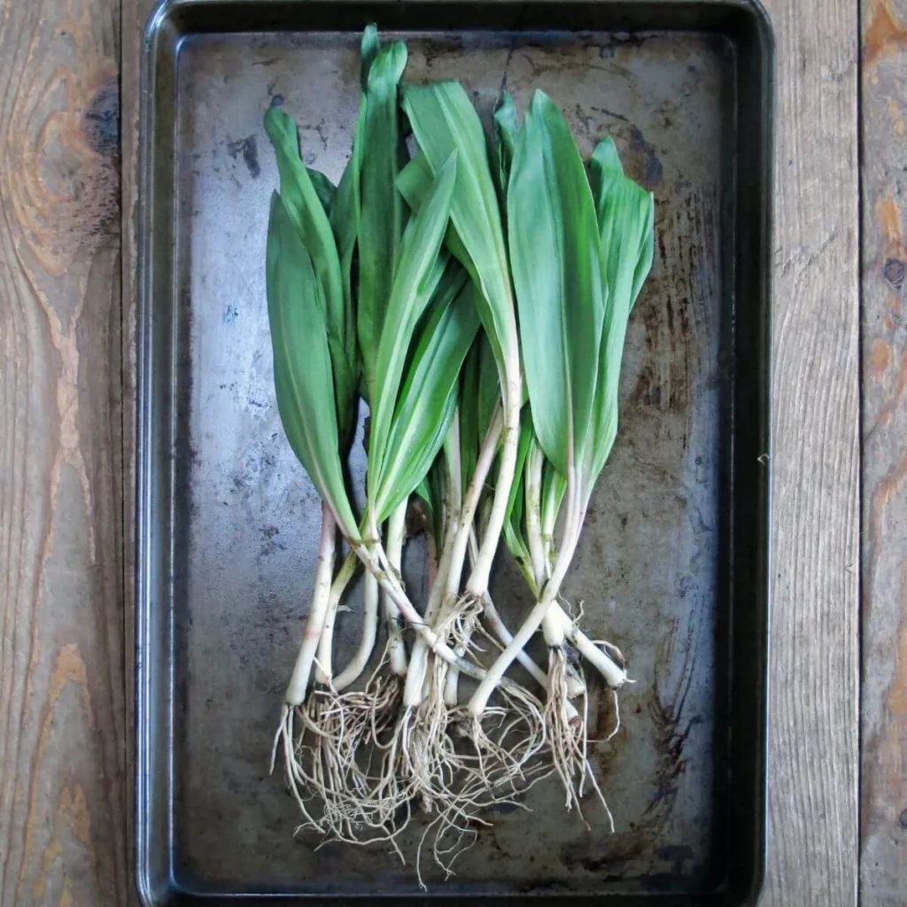 ramps on a cookie sheet