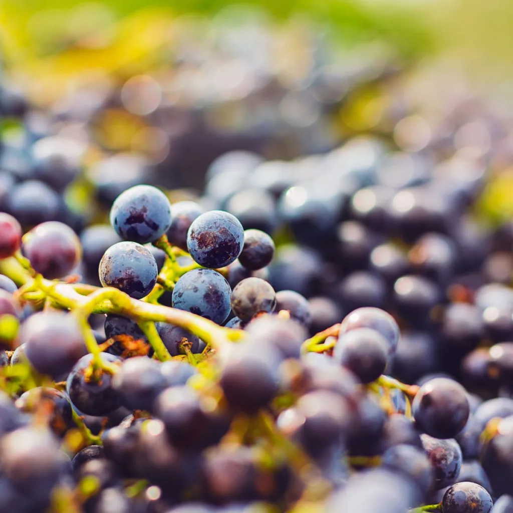 bunches of merlot grapes