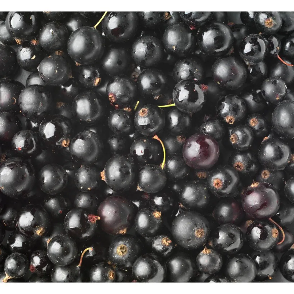 pile of black currants