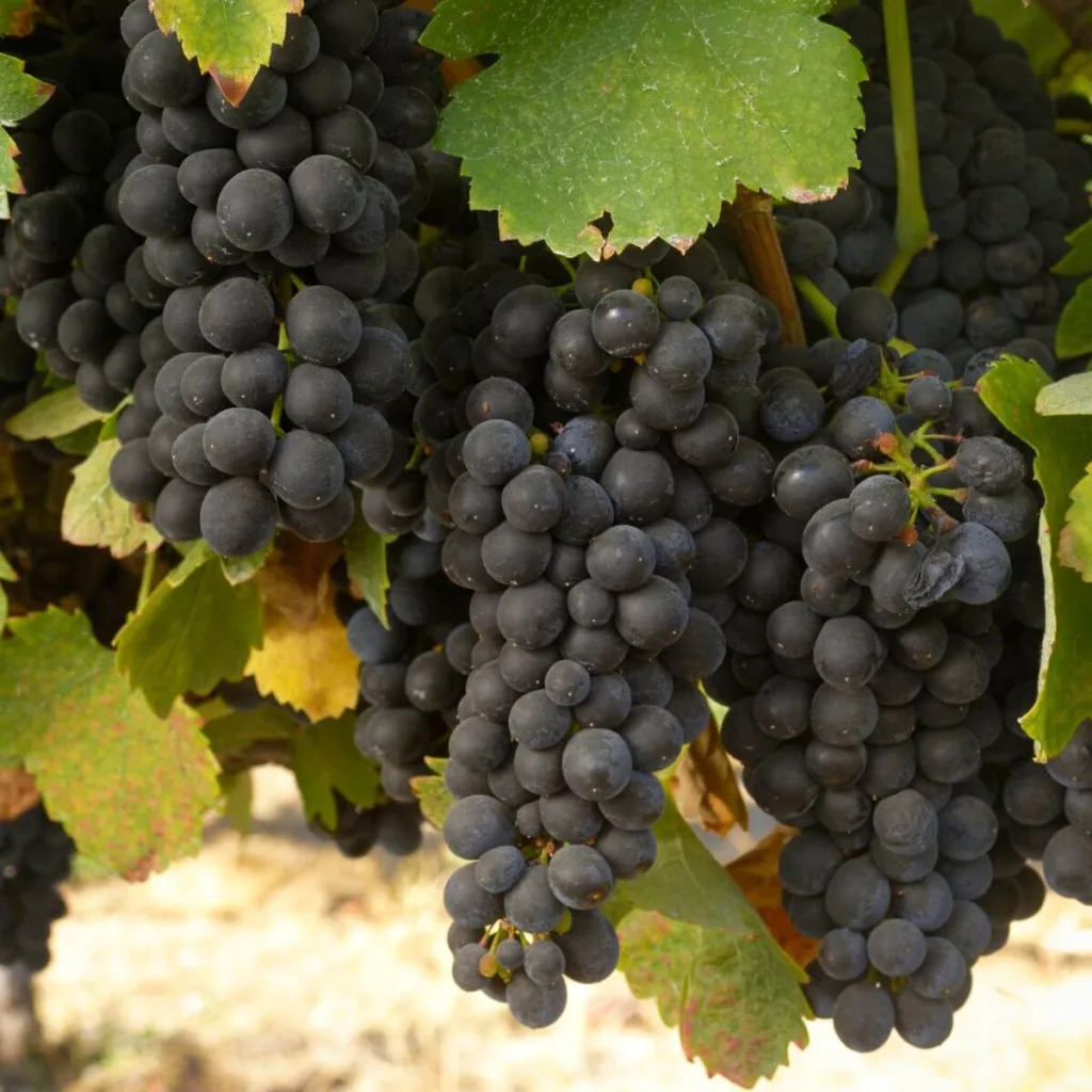 zinfandel grapes hanging on vine