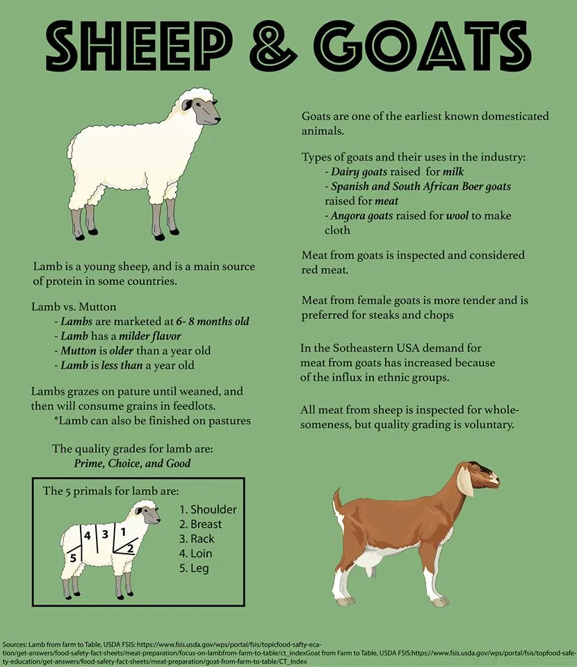 sheep vs goat graphic