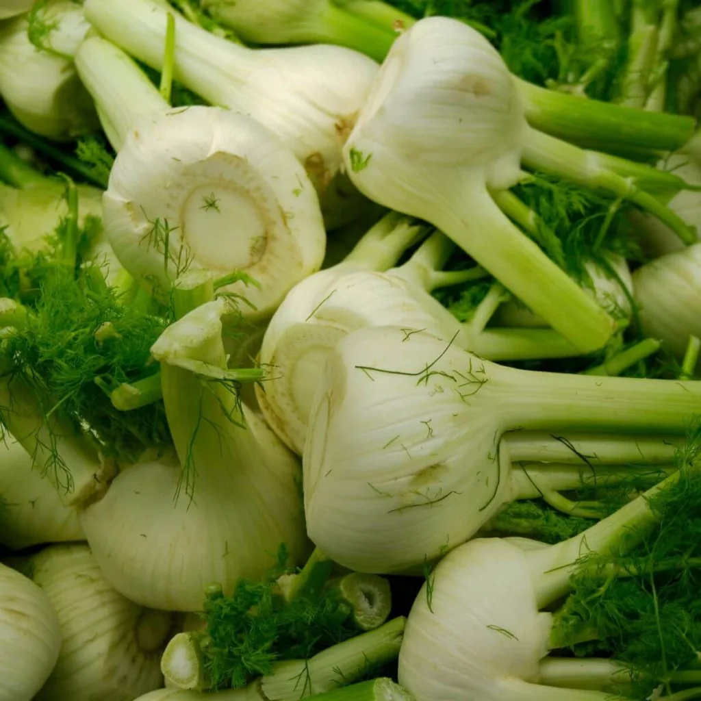 closeup of fennel bulbs - foods that start with f