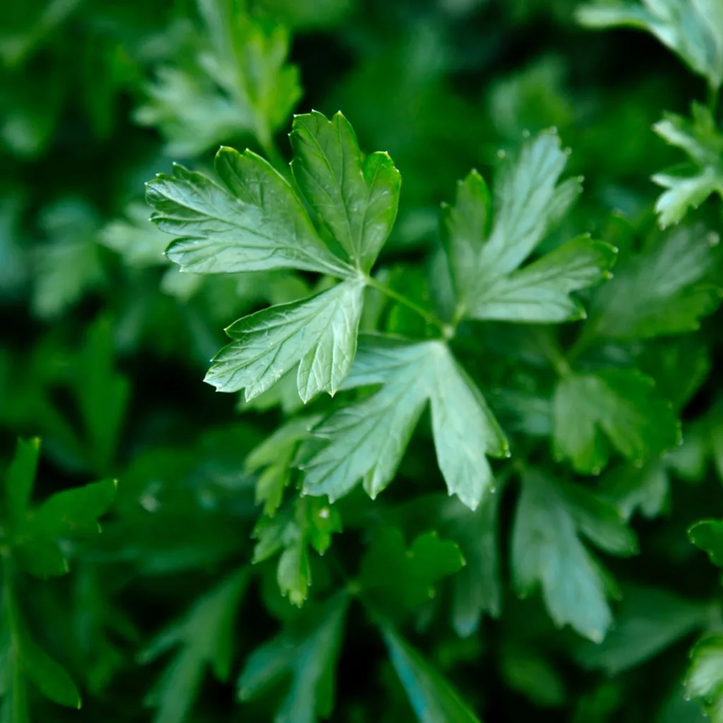 closeup of parsley leaves